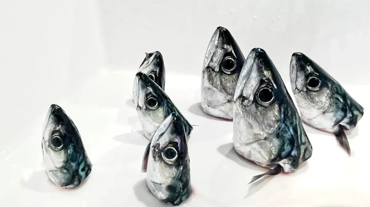 Sieben Fischköpfe liegen auf einem weißen Untergrund, einige in verschiedenen Größen und leicht unterschiedlichen Winkeln angeordnet. Die Köpfe haben eine glänzende, silbrige Oberfläche mit charakteristischen Augen und Kiemen.