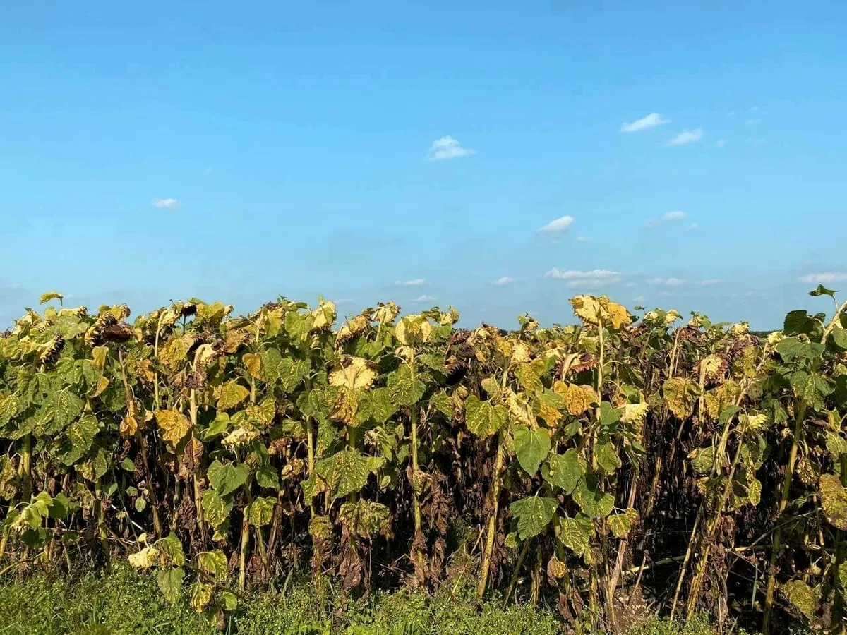 Reihe von verblühten, hochgewachsenen Sonnenblumen mit welken Köpfen unter einem hellblauen Himmel.