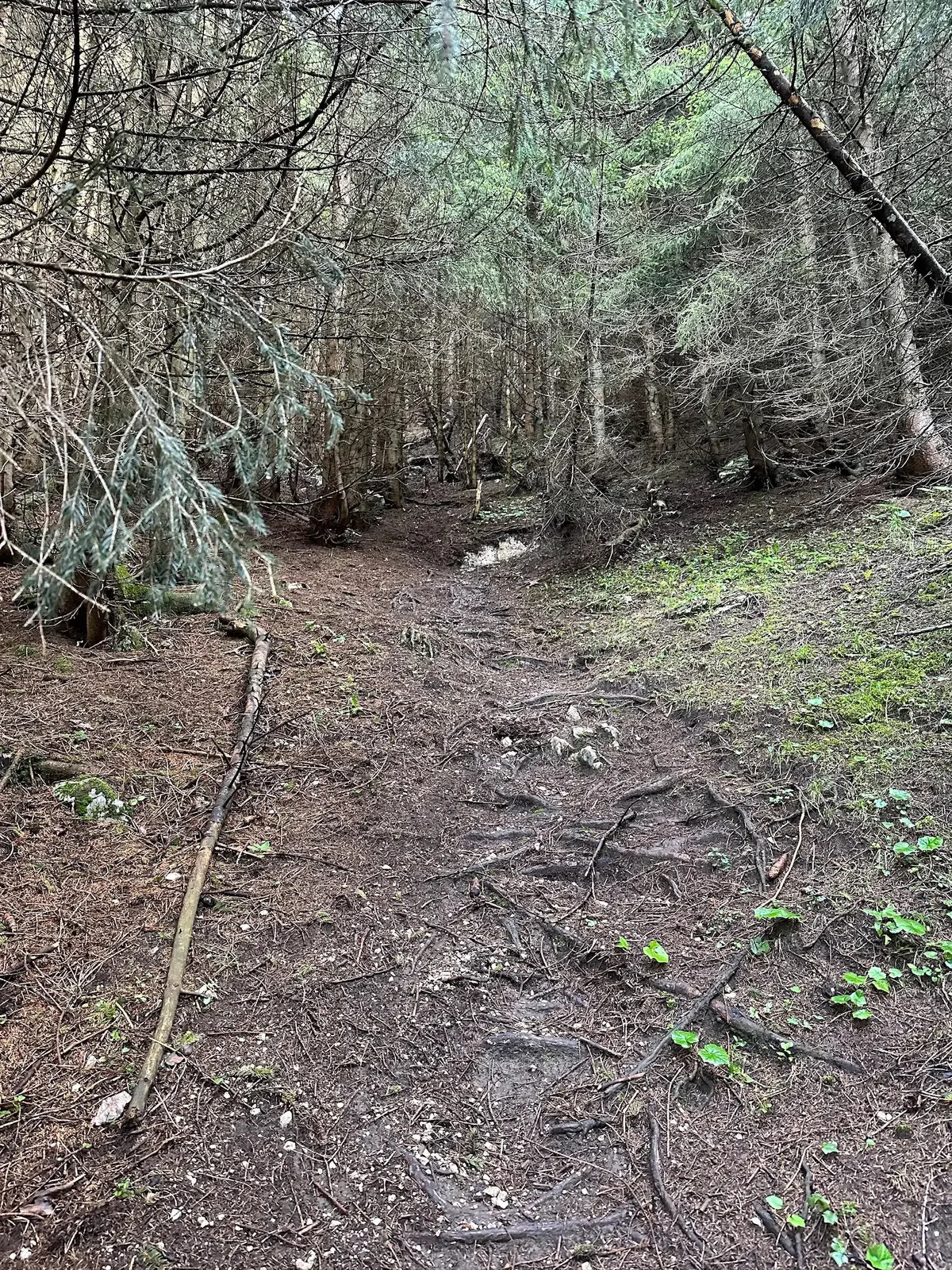 Ein schmaler, von Baumwurzeln durchzogener, matschiger Waldweg führt bergauf durch einen dichten, dunklen Nadelwald.