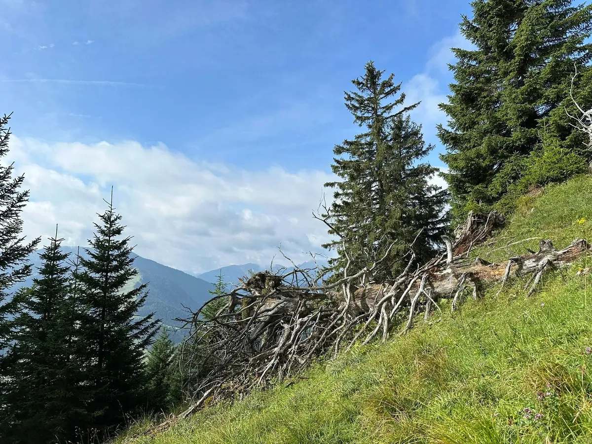 Ein großer, entwurzelter und verrotteter Baumstamm mit weit verzweigten, kahlen Ästen liegt auf einer steilen, grasbewachsenen Almwiese. Im Hintergrund stehen dichte Nadelbäume und man sieht die Gipfel ferner Berge unter blauem Himmel.