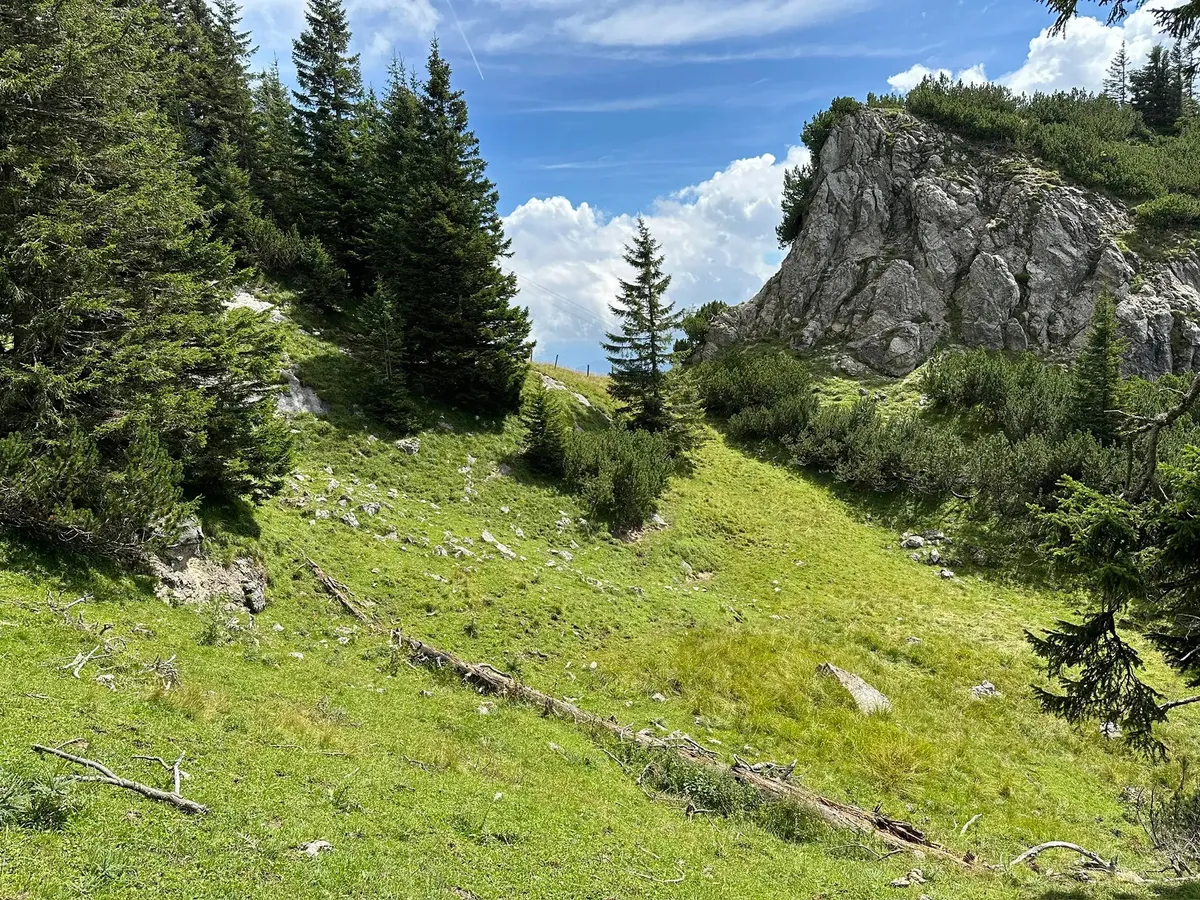 Eine steile, sonnige Almwiese mit einem umgestürzten Baumstamm im Vordergrund, flankiert von Nadelbäumen und einer großen Felsformation auf der rechten Seite.
