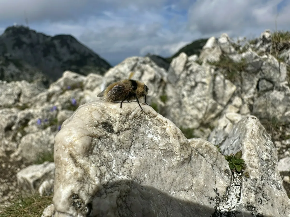 Nahaufnahme einer Biene die auf einem großen, hellen Felsbrocken auf einem felsigen Berggipfel sitzt.