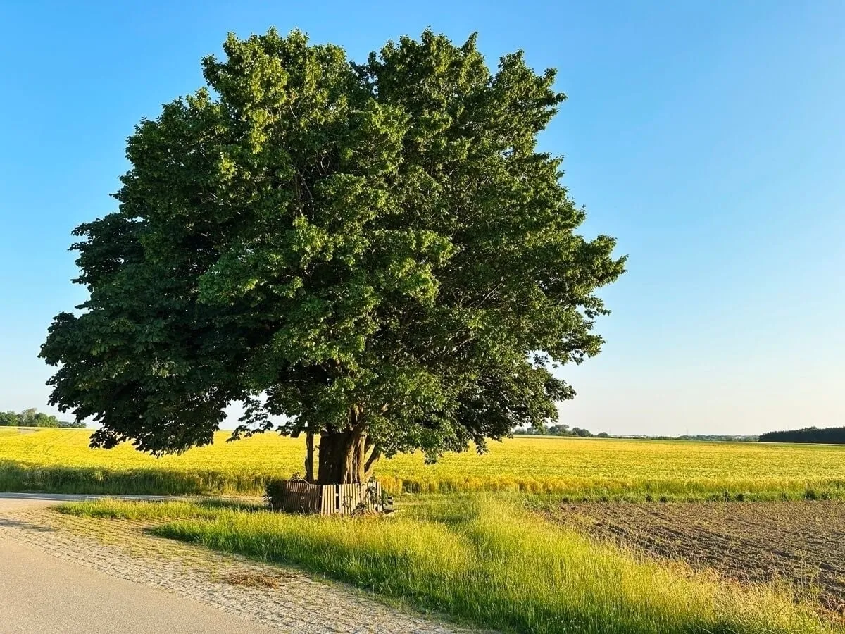 Ein großer Baum steht am Rand einer ländlichen Straße, umgeben von grünen Wiesen und weitläufigen Feldern unter klarem blauem Himmel.