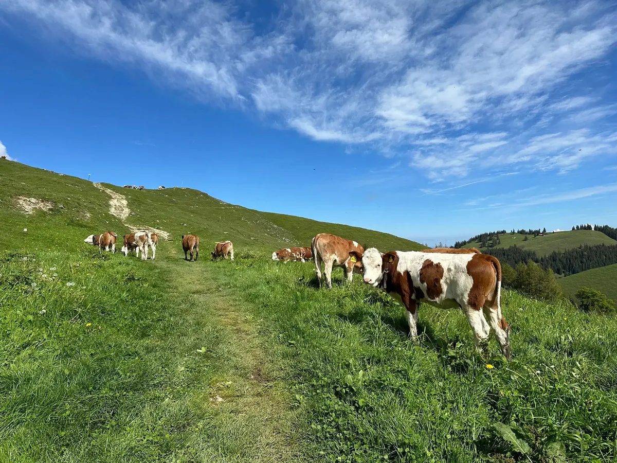 Eine Herde Kühe weidet auf einer grünen Wiese unter blauem Himmel.