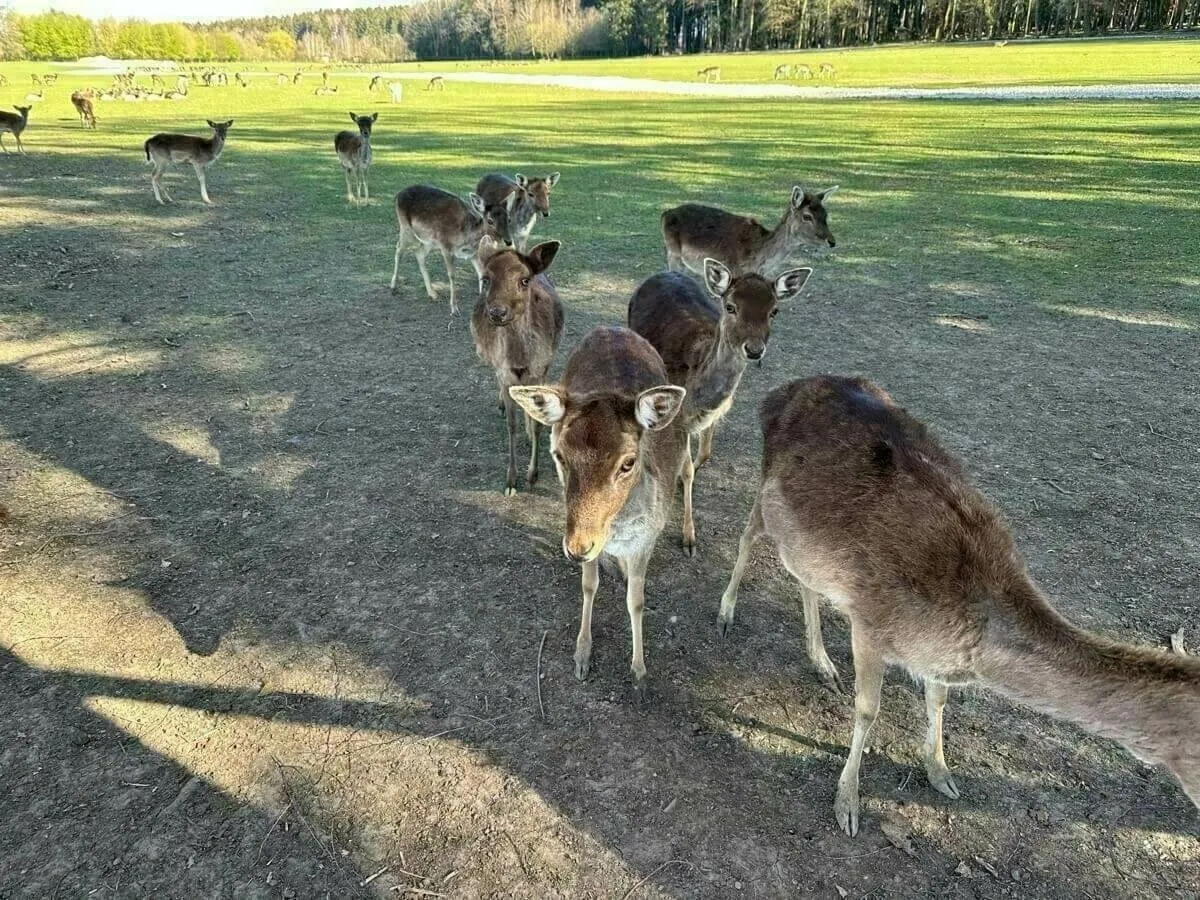 Eine Gruppe von Rehen oder Damwild auf einer großen, teils kahlen Wiese vor einem Wald. Die Tiere blicken in die Kamera.