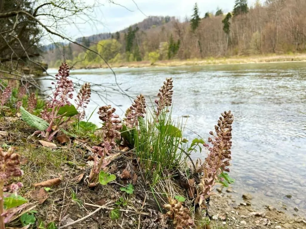 Blick auf die Isar