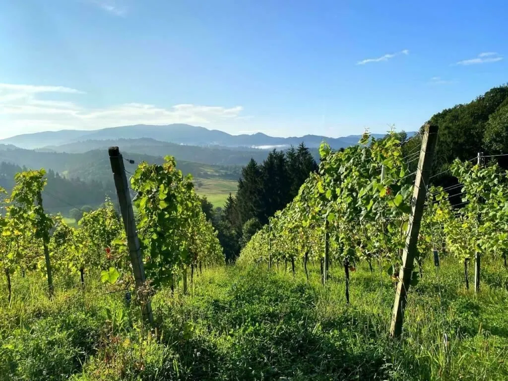 Morgendliche Wanderung durch die Weinberge um Sexau