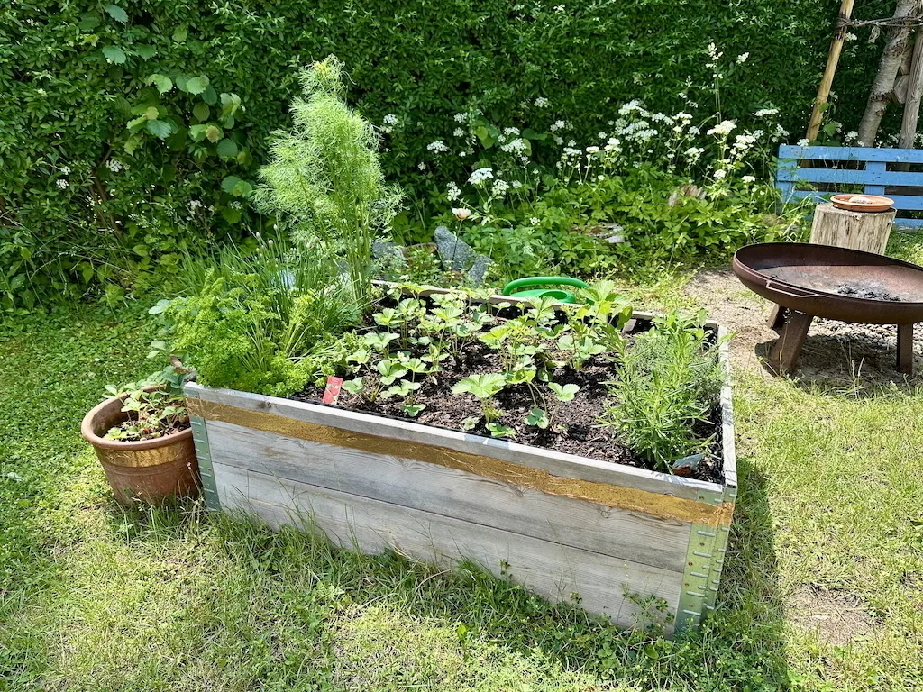 Ein Hochbeet mit verschiedenen Pflanzen und Kräutern steht auf einer Rasenfläche in einem Garten, umgeben von Büschen und einer Feuerschale.