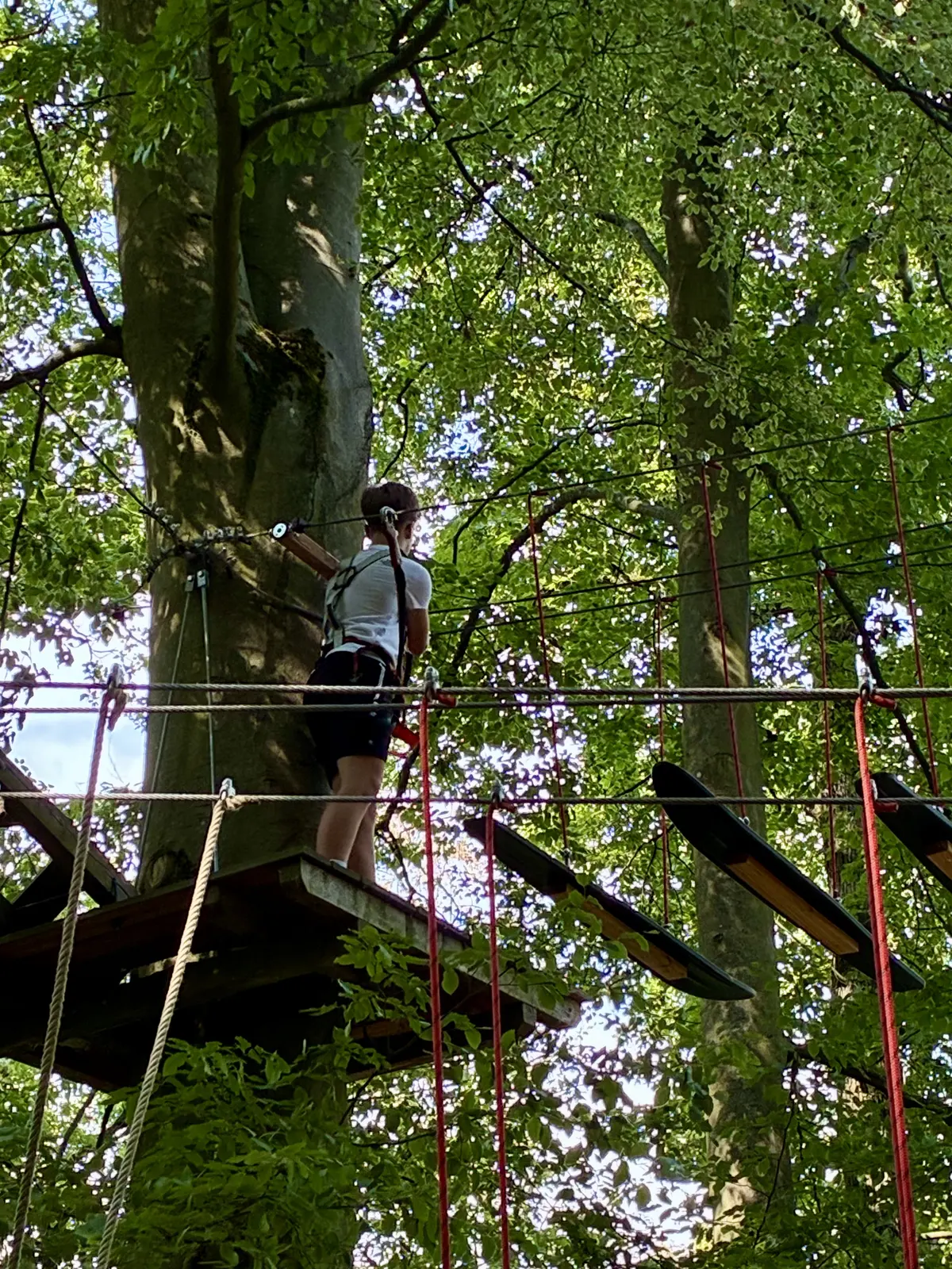 Person auf einer Plattform im Kletterwald, gesichert mit Gurt und Helm, zwischen hohen Bäumen. Im Vordergrund hängen Seile und schwarze Trittbretter eines Parcours im grünen Blätterdach.